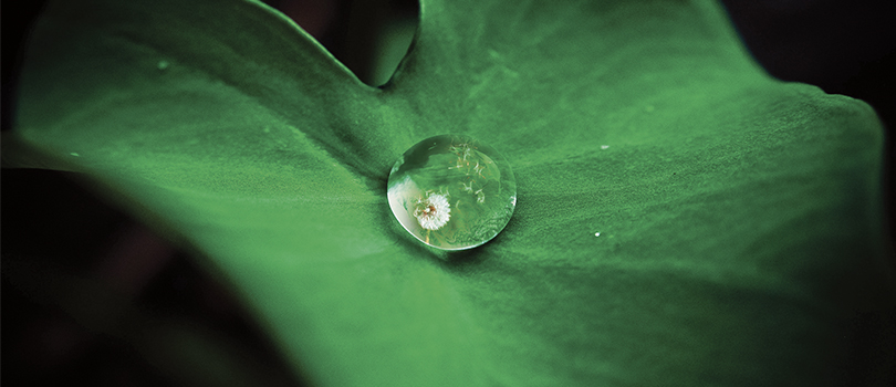Dandelion reflected in a water droplet on a leaf