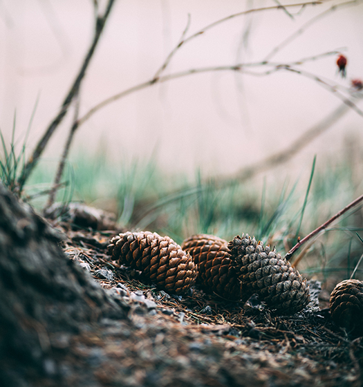pine cones on the forest floor to symbolize McGill focus on and sustainbility and environment